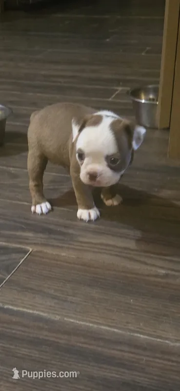 Daisy  – Boston Terrier puppy for sale in Porter, TX