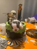 Brittany, a female Boston Terrier for sale in Porter, TX – 9 of 9