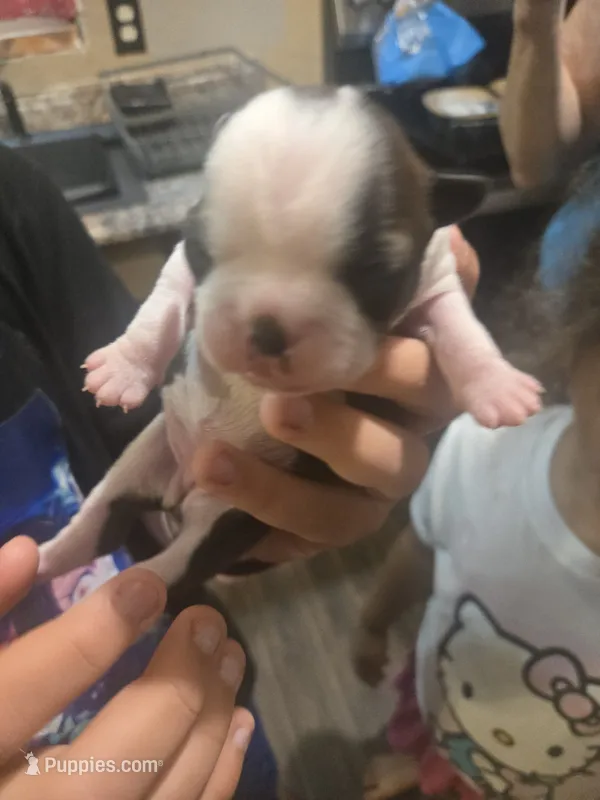 Brittany – Boston Terrier puppy for sale in Porter, TX