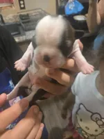 Brittany, a female Boston Terrier for sale in Porter, TX – 2 of 2