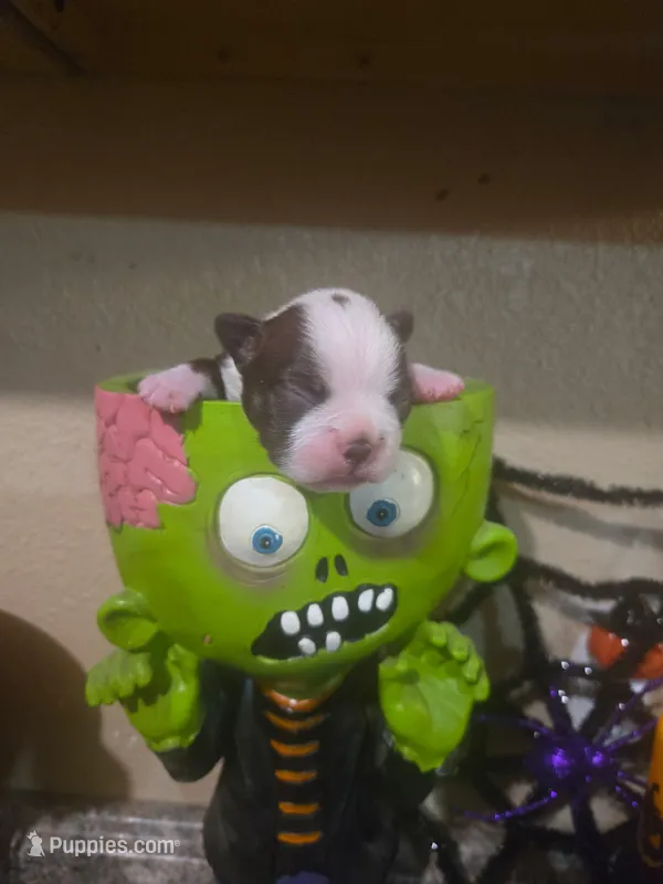 Eleanor – Boston Terrier puppy for sale in Porter, TX