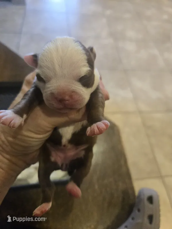Daisy  – Boston Terrier puppy for sale in Porter, TX