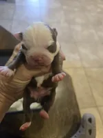 Daisy , a female Boston Terrier for sale in Porter, TX – 1 of 1
