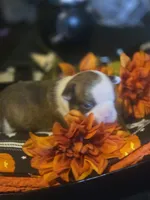 Theodore, a male Boston Terrier for sale in Porter, TX – 3 of 6