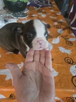 Alvin, a male Boston Terrier for sale in Porter, TX – 2 of 10