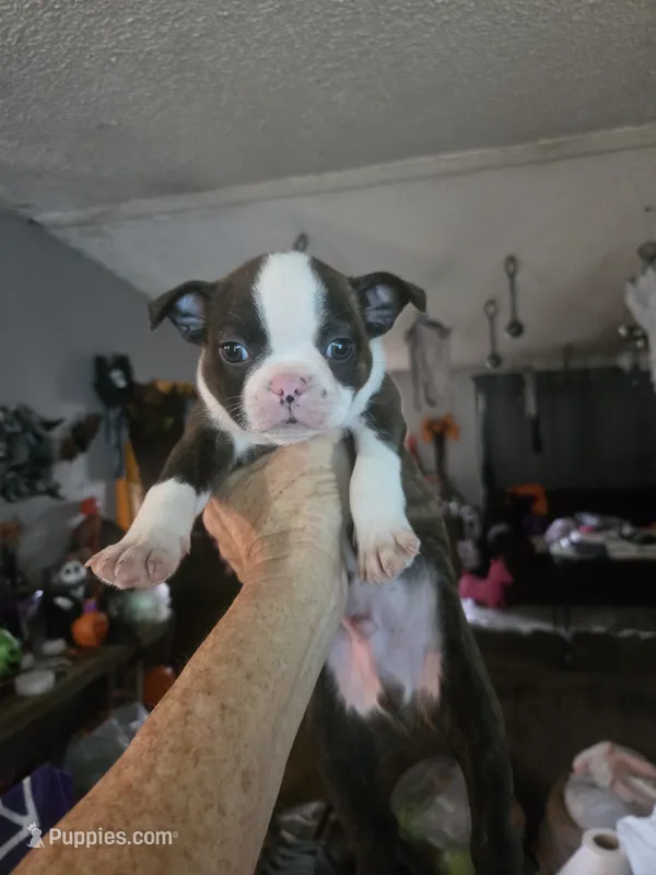 Alvin – Boston Terrier puppy for sale in Porter, TX