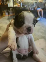 Brittany, a female Boston Terrier for sale in Porter, TX – 5 of 9