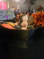 Theodore, a male Boston Terrier for sale in Porter, TX – 6 of 6