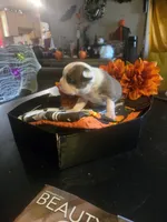 Theodore, a male Boston Terrier for sale in Porter, TX – 5 of 6