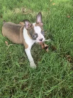 Beethoven , a male Boston Terrier for sale in Porter, TX – 10 of 10