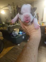 Simon, a male Boston Terrier for sale in Porter, TX – 1 of 3