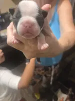 Alvin, a male Boston Terrier for sale in Porter, TX – 1 of 2