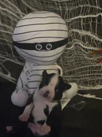 Rays, a female Boston Terrier for sale in Porter, TX – 2 of 5