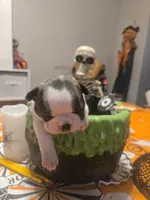 Brittany, a female Boston Terrier for sale in Porter, TX – 7 of 9