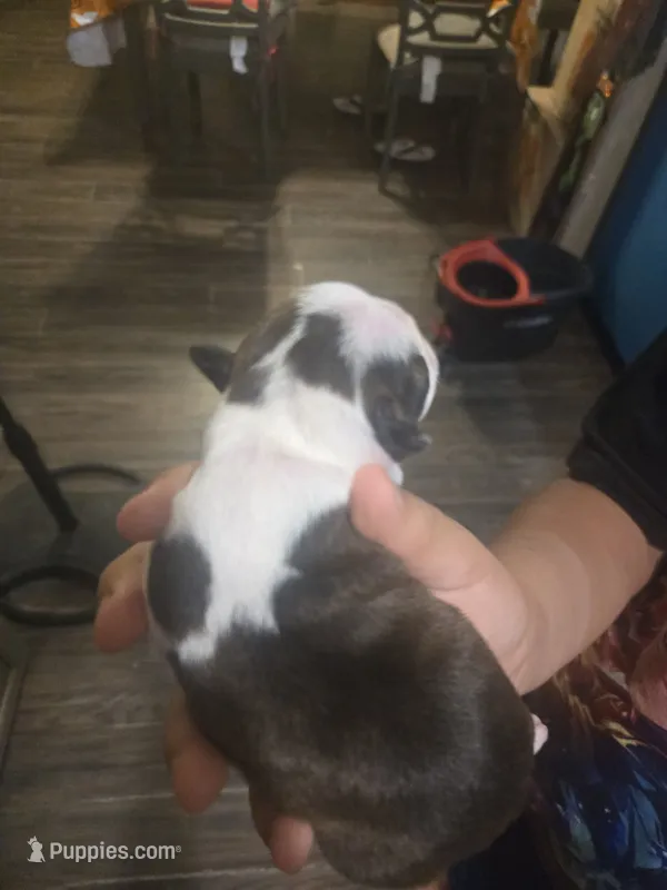 Brittany – Boston Terrier puppy for sale in Porter, TX