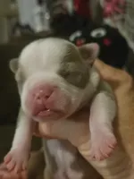 Dolly, a female Boston Terrier for sale in Porter, TX – 3 of 3