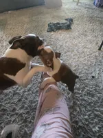Beethoven , a male Boston Terrier for sale in Porter, TX – 8 of 10