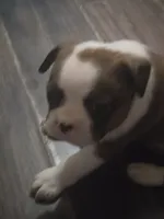 Beethoven , a male Boston Terrier for sale in Porter, TX – 2 of 10