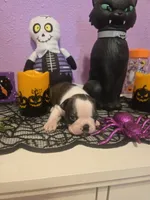 Brittany, a female Boston Terrier for sale in Porter, TX – 8 of 9