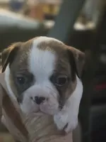 Beethoven , a male Boston Terrier for sale in Porter, TX – 3 of 10
