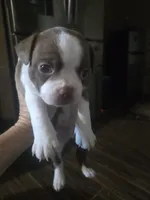 Stich, a male Boston Terrier for sale in Porter, TX – 4 of 4