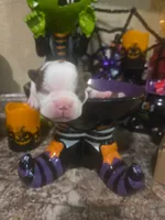 Simon, a male Boston Terrier for sale in Porter, TX – 3 of 3