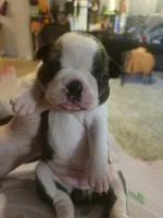 Brittany, a female Boston Terrier for sale in Porter, TX – 6 of 9