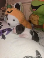 Brittany, a female Boston Terrier for sale in Porter, TX – 4 of 9