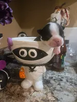 Jasper, a male Boston Terrier for sale in Porter, TX – 5 of 5