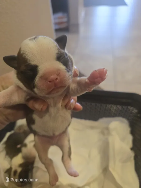 Beethoven  – Boston Terrier puppy for sale in Porter, TX