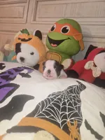 Brittany, a female Boston Terrier for sale in Porter, TX – 3 of 9