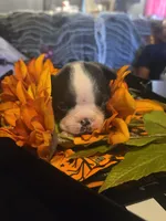 Rays, a female Boston Terrier for sale in Porter, TX – 3 of 5