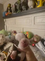 Leroy, a male Boston Terrier for sale in Porter, TX – 3 of 3