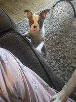 Beethoven , a male Boston Terrier for sale in Porter, TX – 9 of 10