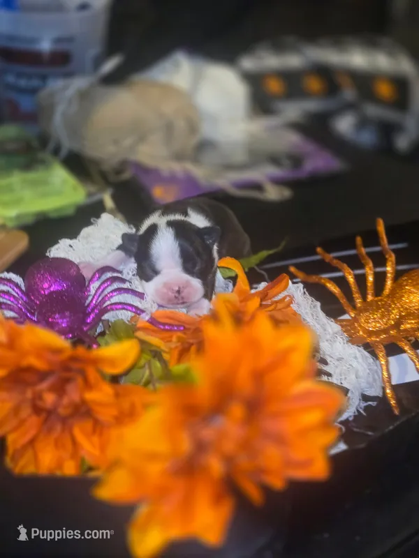Jasper – Boston Terrier puppy for sale in Porter, TX