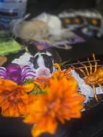 Jasper, a male Boston Terrier for sale in Porter, TX – 1 of 5