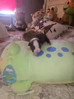 Alvin, a male Boston Terrier for sale in Porter, TX – 10 of 10