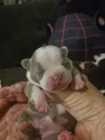 Dolly, a female Boston Terrier for sale in Porter, TX – 2 of 3