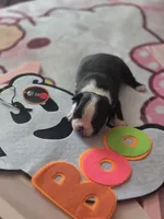 Rays, a female Boston Terrier for sale in Porter, TX – 4 of 5