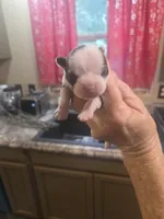 Theodore, a male Boston Terrier for sale in Porter, TX – 2 of 2