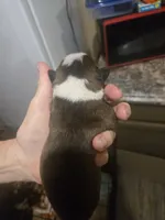 Alvin, a male Boston Terrier for sale in Porter, TX – 2 of 2