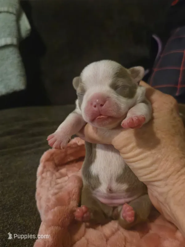 Dolly – Boston Terrier puppy for sale in Porter, TX