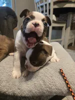 Beethoven , a male Boston Terrier for sale in Porter, TX – 4 of 10
