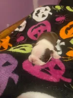Leroy, a male Boston Terrier for sale in Porter, TX – 2 of 3
