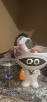 Simon, a male Boston Terrier for sale in Porter, TX – 2 of 3