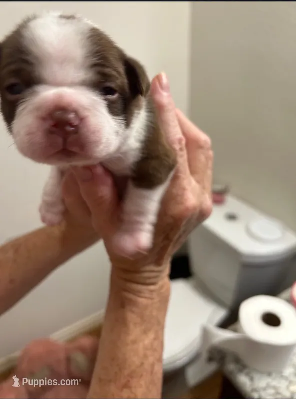 Stitch – Boston Terrier puppy for sale in Porter, TX