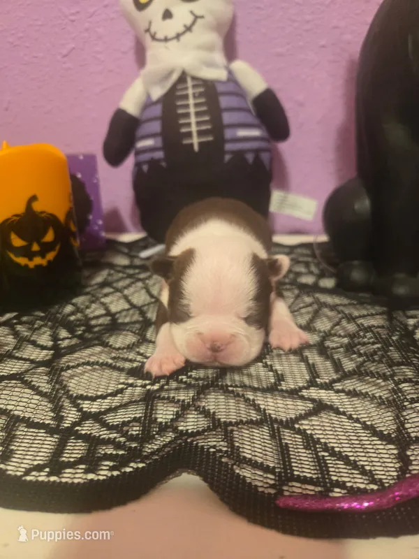 Leroy – Boston Terrier puppy for sale in Porter, TX