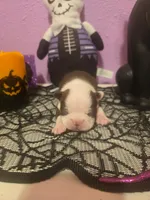Leroy, a male Boston Terrier for sale in Porter, TX – 1 of 3