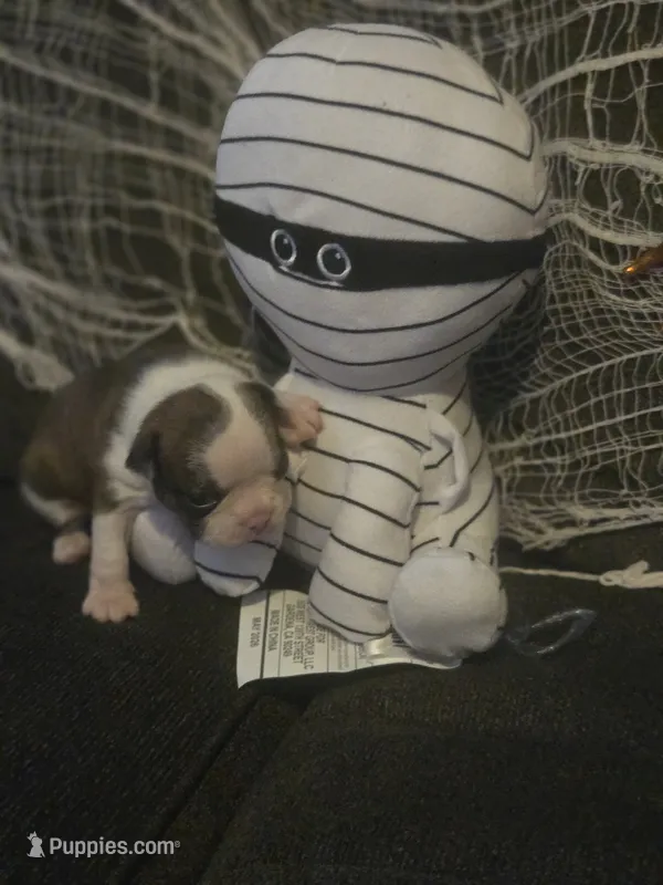 Theodore – Boston Terrier puppy for sale in Porter, TX