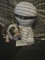 Theodore, a male Boston Terrier for sale in Porter, TX – 1 of 6
